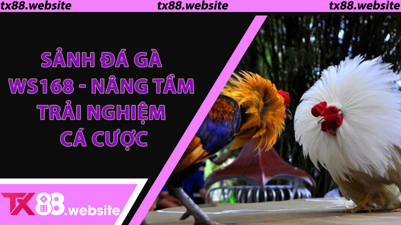 Sảnh Đá Gà WS168 - Nâng Tầm Trải Nghiệm Cá Cược