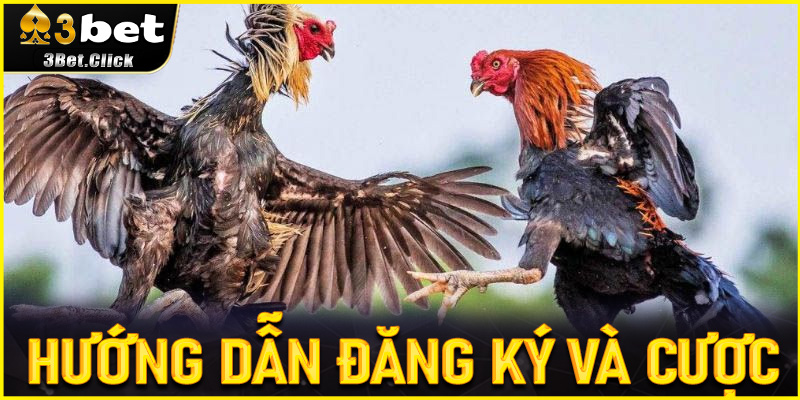 Hướng dẫn đăng ký và cược - Bước đầu làm chủ trận đấu
